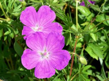 Fotografia da espécie Geranium sanguineum