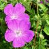 Fotografia 4 da espécie Geranium sanguineum do Jardim Botânico UTAD