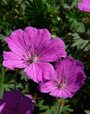 Fotografia 5 da espécie Geranium sanguineum no Jardim Botânico UTAD