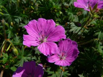 Fotografia da espécie Geranium sanguineum