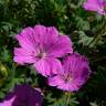 Fotografia 5 da espécie Geranium sanguineum do Jardim Botânico UTAD