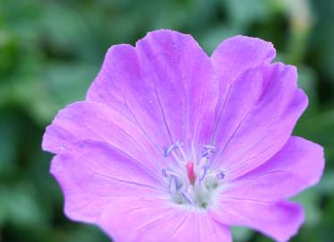 Fotografia da espécie Geranium sanguineum