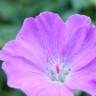 Fotografia 6 da espécie Geranium sanguineum do Jardim Botânico UTAD