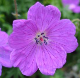 Fotografia da espécie Geranium sanguineum