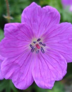 Fotografia 7 da espécie Geranium sanguineum no Jardim Botânico UTAD