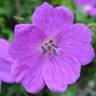 Fotografia 7 da espécie Geranium sanguineum do Jardim Botânico UTAD