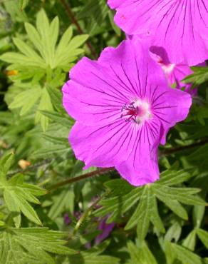 Fotografia 8 da espécie Geranium sanguineum no Jardim Botânico UTAD