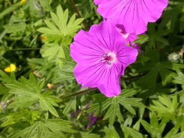 Fotografia da espécie Geranium sanguineum