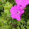 Fotografia 8 da espécie Geranium sanguineum do Jardim Botânico UTAD