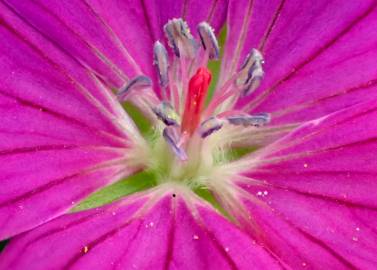 Fotografia da espécie Geranium sanguineum