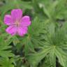 Fotografia 10 da espécie Geranium sanguineum do Jardim Botânico UTAD