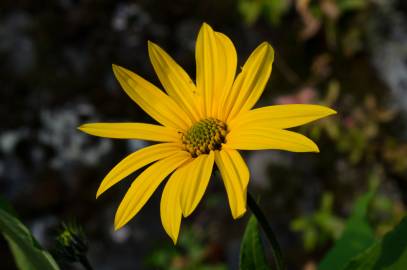 Fotografia da espécie Helianthus tuberosus