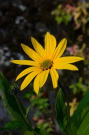 Fotografia da espécie Helianthus tuberosus