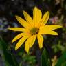 Fotografia 7 da espécie Helianthus tuberosus do Jardim Botânico UTAD