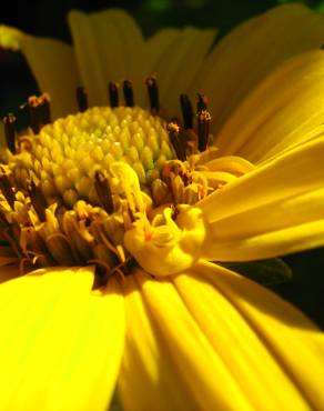 Fotografia 8 da espécie Helianthus tuberosus no Jardim Botânico UTAD