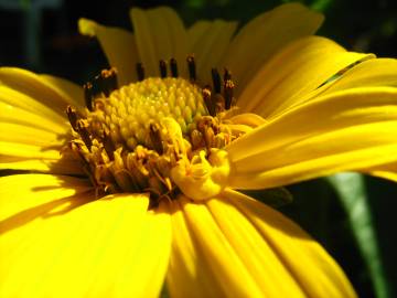 Fotografia da espécie Helianthus tuberosus