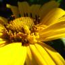 Fotografia 8 da espécie Helianthus tuberosus do Jardim Botânico UTAD