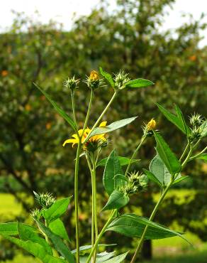 Fotografia 9 da espécie Helianthus tuberosus no Jardim Botânico UTAD