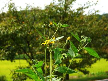 Fotografia da espécie Helianthus tuberosus