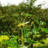 Fotografia 9 da espécie Helianthus tuberosus do Jardim Botânico UTAD