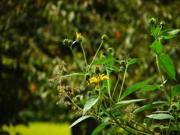 Fotografia da espécie Helianthus tuberosus