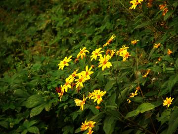 Fotografia da espécie Helianthus tuberosus