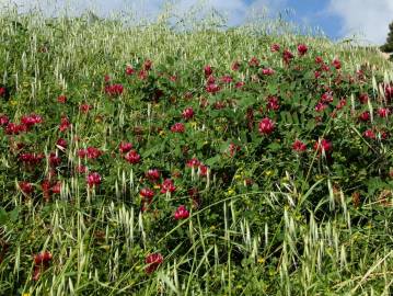 Fotografia da espécie Sulla coronaria