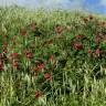 Fotografia 3 da espécie Sulla coronaria do Jardim Botânico UTAD