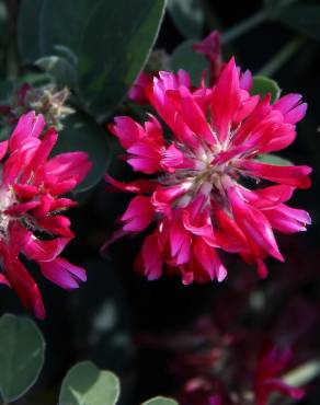 Fotografia 4 da espécie Sulla coronaria no Jardim Botânico UTAD