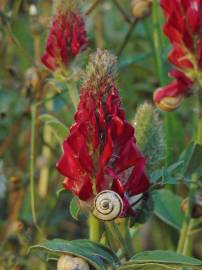 Fotografia da espécie Sulla coronaria