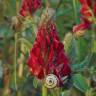 Fotografia 6 da espécie Sulla coronaria do Jardim Botânico UTAD