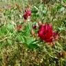 Fotografia 7 da espécie Sulla coronaria do Jardim Botânico UTAD