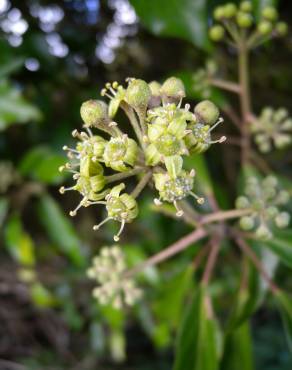 Fotografia 8 da espécie Hedera hibernica no Jardim Botânico UTAD