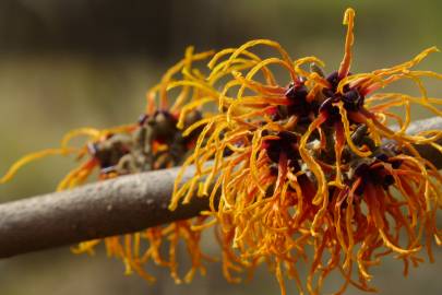 Fotografia da espécie Hamamelis x intermedia