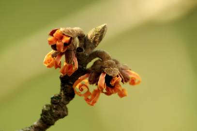 Fotografia da espécie Hamamelis x intermedia