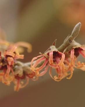 Fotografia 6 da espécie Hamamelis x intermedia no Jardim Botânico UTAD