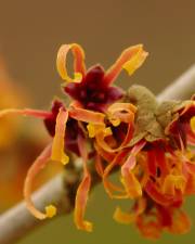 Fotografia da espécie Hamamelis x intermedia