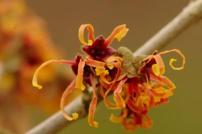 Fotografia da espécie Hamamelis x intermedia