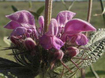 Fotografia da espécie Phlomis herba-venti