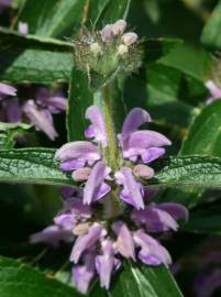 Fotografia da espécie Phlomis herba-venti