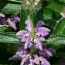 Fotografia 3 da espécie Phlomis herba-venti do Jardim Botânico UTAD