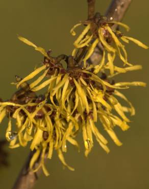 Fotografia 7 da espécie Hamamelis x intermedia no Jardim Botânico UTAD