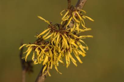 Fotografia da espécie Hamamelis x intermedia