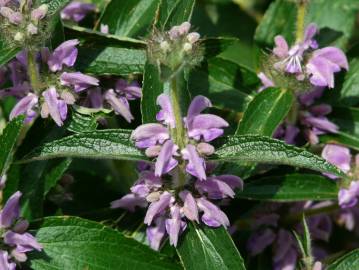 Fotografia da espécie Phlomis herba-venti