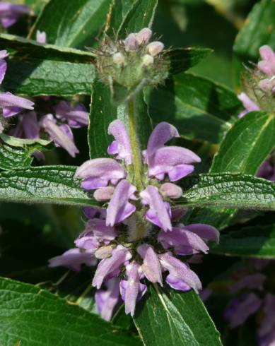 Fotografia de capa Phlomis herba-venti - do Jardim Botânico