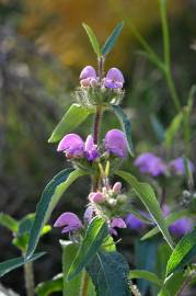 Fotografia da espécie Phlomis herba-venti