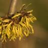 Fotografia 10 da espécie Hamamelis x intermedia do Jardim Botânico UTAD