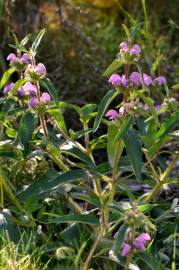 Fotografia da espécie Phlomis herba-venti