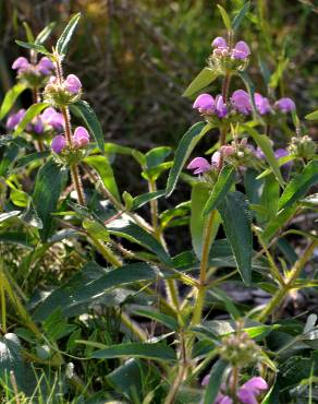 Fotografia 6 da espécie Phlomis herba-venti no Jardim Botânico UTAD