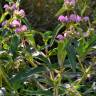 Fotografia 6 da espécie Phlomis herba-venti do Jardim Botânico UTAD